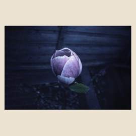 Music for Growing Flowers (Nocturne)