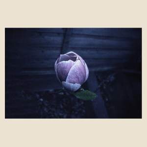 Music for Growing Flowers (Nocturne)