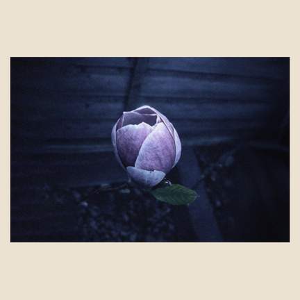 Music for Growing Flowers (Nocturne)