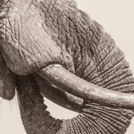 World Elephant Day