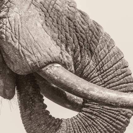 World Elephant Day