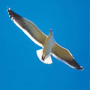 Nature Studies, Vol. 12: Minimal Backdrops 2