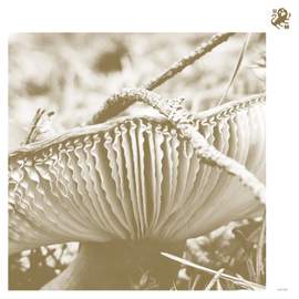 Rise & Bloom