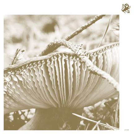 Rise & Bloom