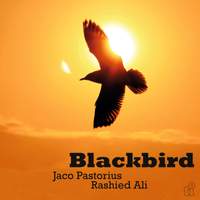 Blackbird