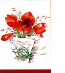 Doppelkarte Amaryllis